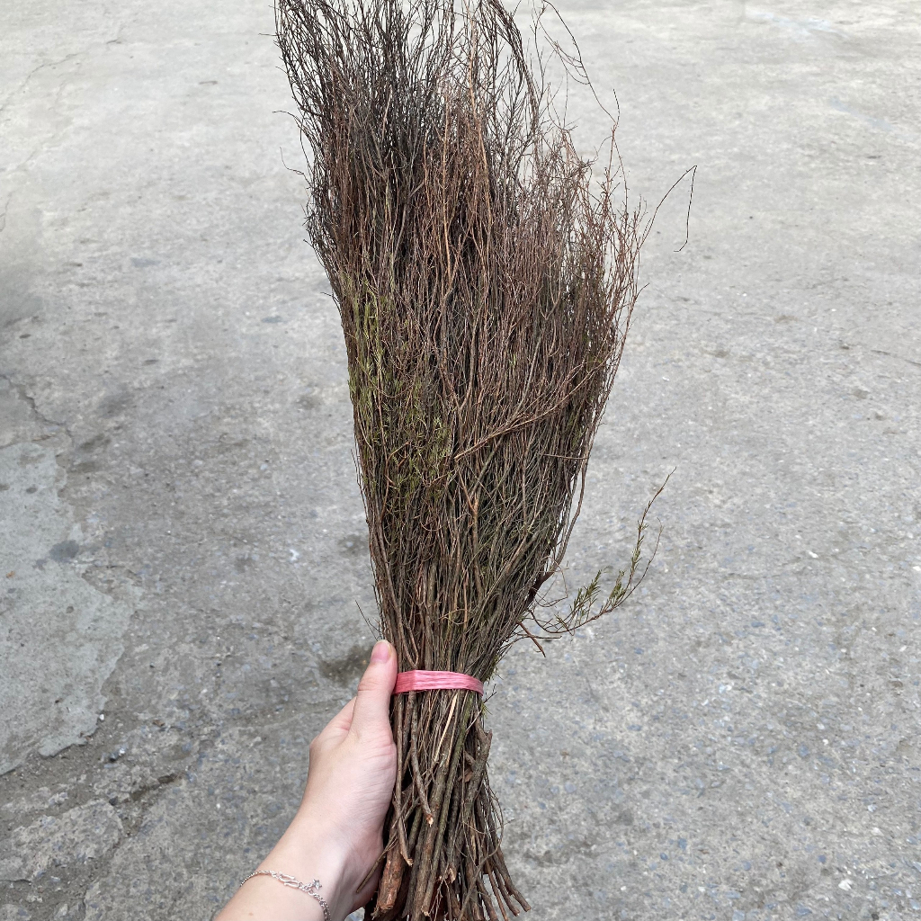 Chổi trện giá rẻ, chất lượng tốt | Shopee Việt Nam