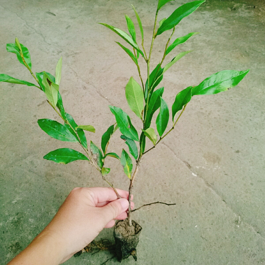 Cây hoa lan tiêu (hàm tiếu) hoa thơm ngát - cây cảnh hoa thơm sân vườn