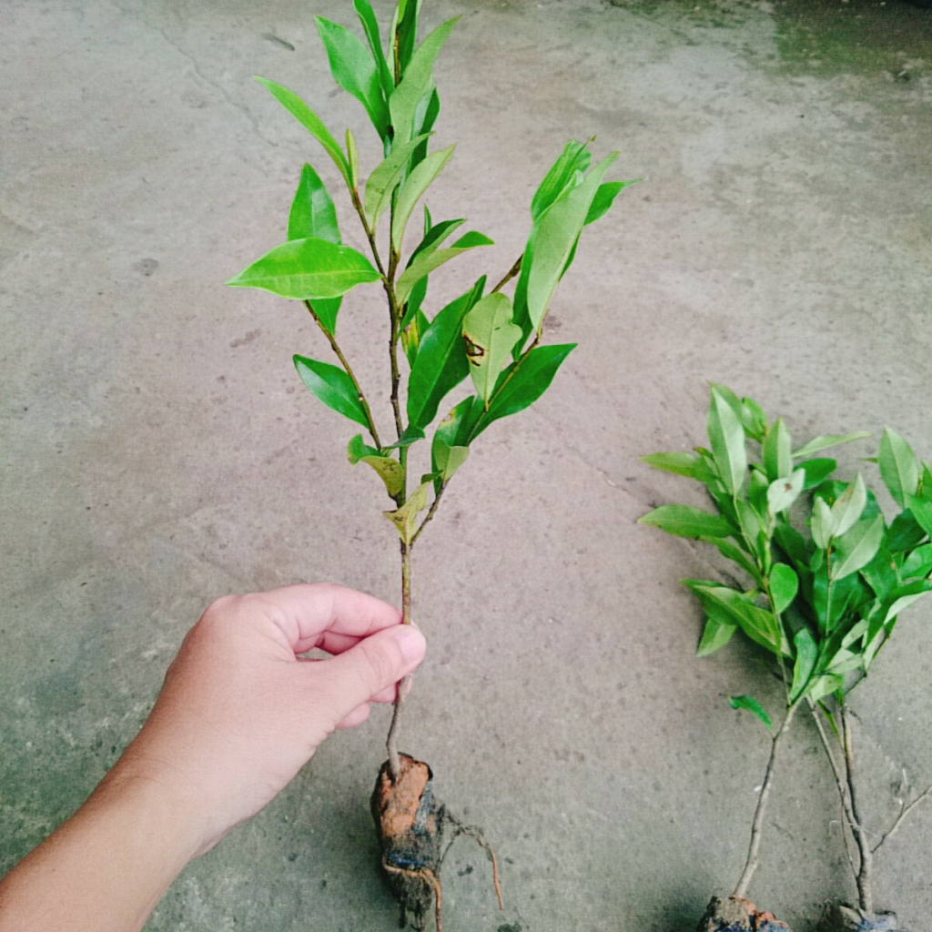 Cây hoa lan tiêu (hàm tiếu) hoa thơm ngát - cây cảnh hoa thơm sân vườn