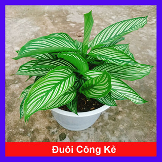 Cây Đuôi Công (Kẻ giống mới) - cây cảnh đẹp để bàn