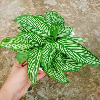 Cây Đuôi Công (Kẻ giống mới) - cây cảnh đẹp để bàn
