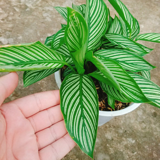 Cây Đuôi Công (Kẻ giống mới) - cây cảnh đẹp để bàn