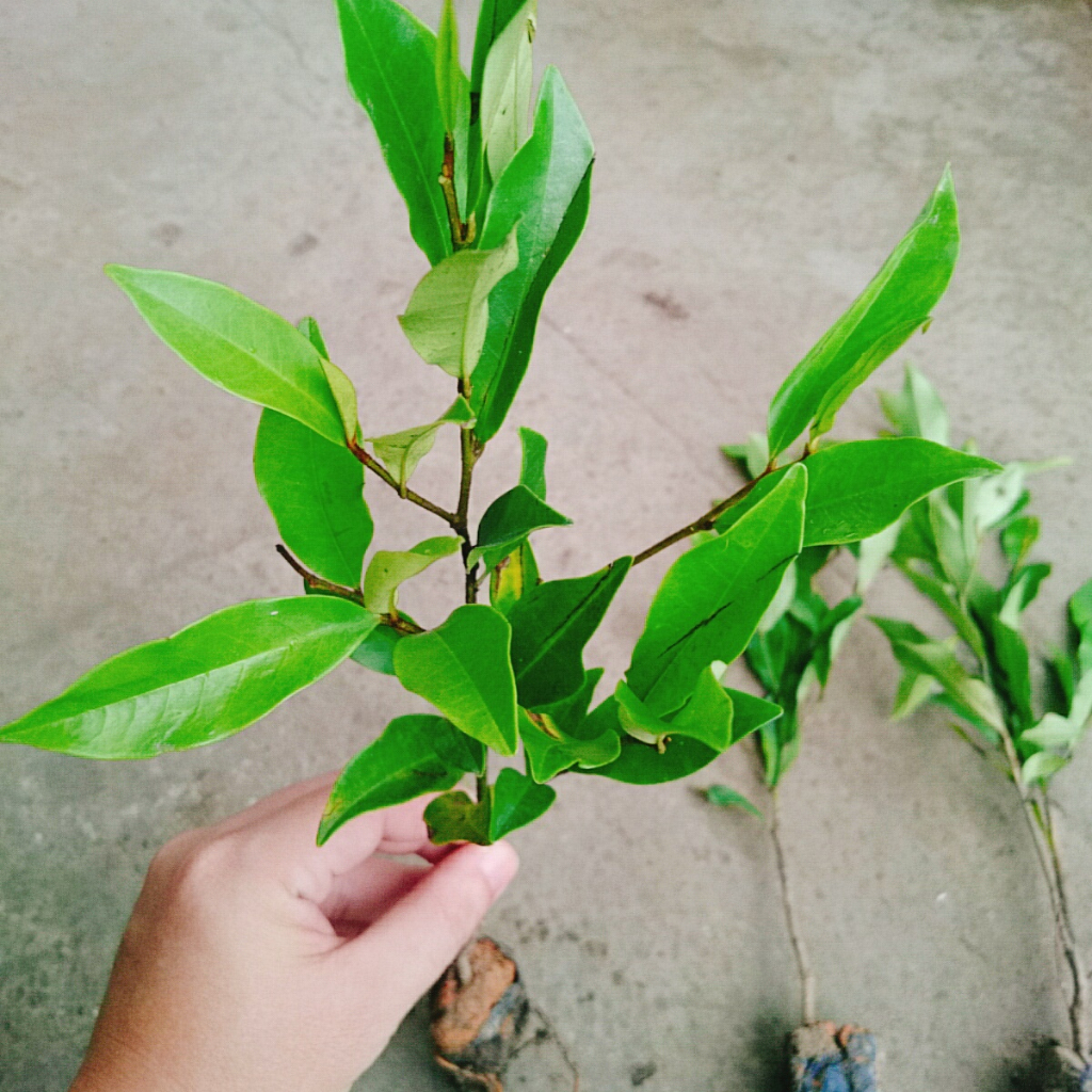 Cây hoa lan tiêu (hàm tiếu) hoa thơm ngát - cây cảnh hoa thơm sân vườn