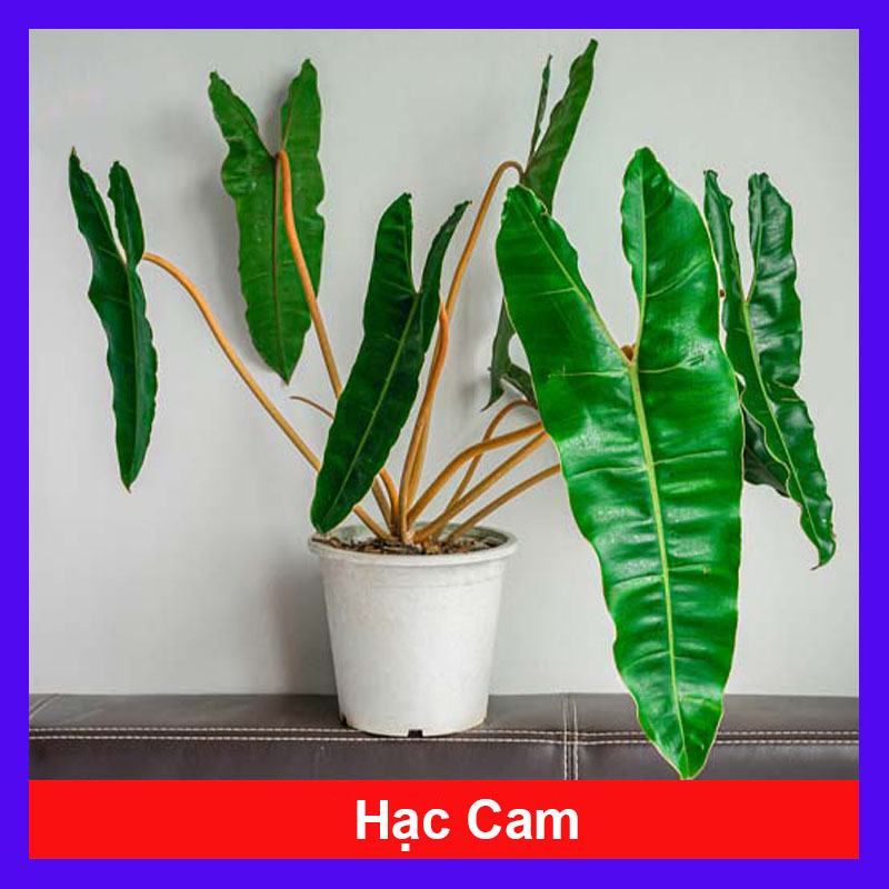 Cây Hạc Cam (Hồng Hạc) - Philodendron Billietiae đẹp quyến rũ. Cây cao 40cm như Video