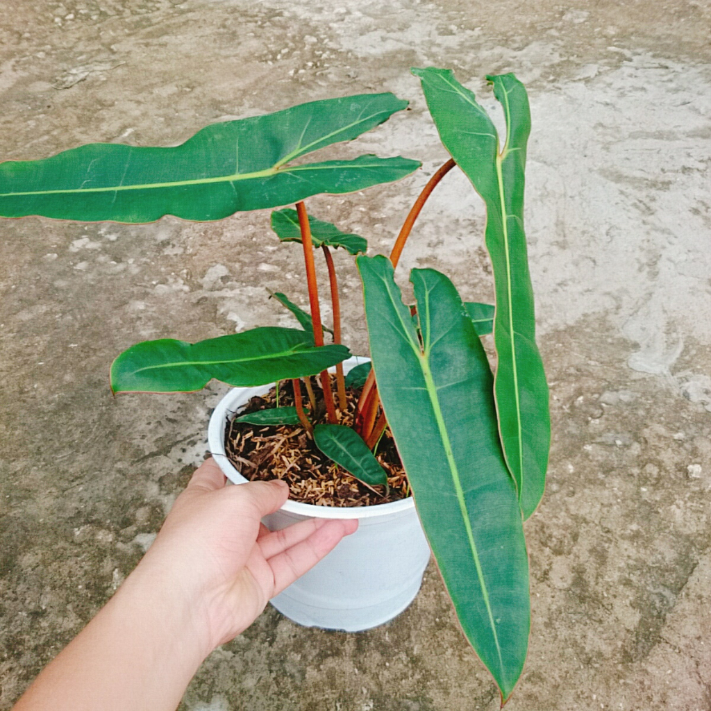 Cây Hạc Cam (Hồng Hạc) - Philodendron Billietiae đẹp quyến rũ. Cây cao 40cm như Video