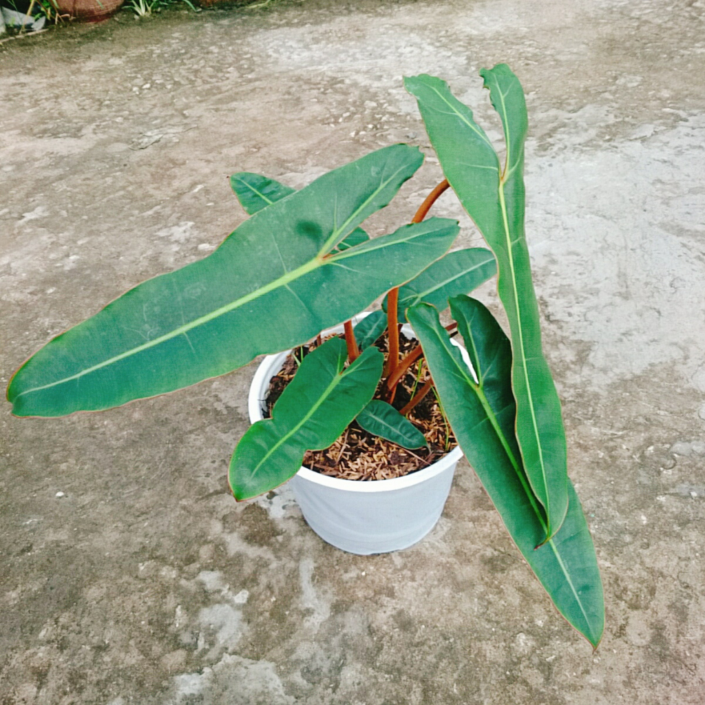 Cây Hạc Cam (Hồng Hạc) - Philodendron Billietiae đẹp quyến rũ. Cây cao 40cm như Video