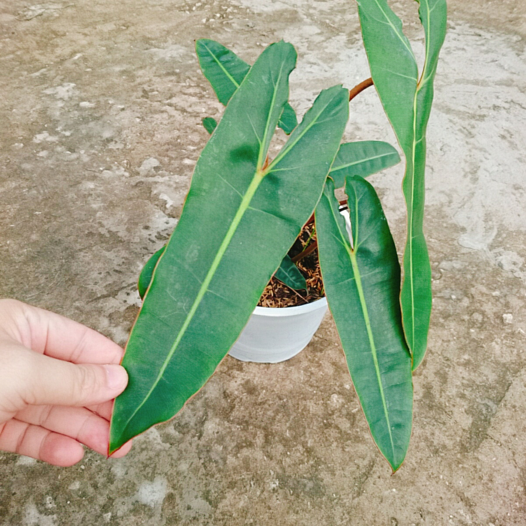 Cây Hạc Cam (Hồng Hạc) - Philodendron Billietiae đẹp quyến rũ. Cây cao 40cm như Video