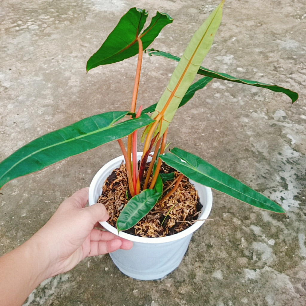 Cây Hạc Cam (Hồng Hạc) - Philodendron Billietiae đẹp quyến rũ. Cây cao 40cm như Video