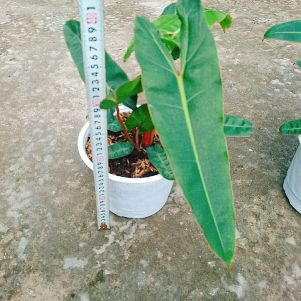 Cây Hạc Cam (Hồng Hạc) - Philodendron Billietiae đẹp quyến rũ. Cây cao 40cm như Video