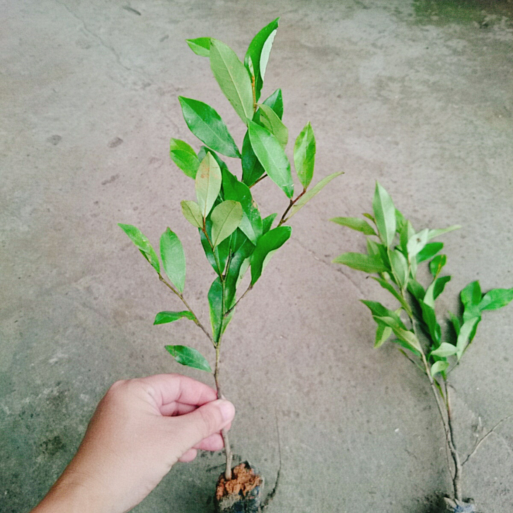 Cây hoa lan tiêu (hàm tiếu) hoa thơm ngát - cây cảnh hoa thơm sân vườn