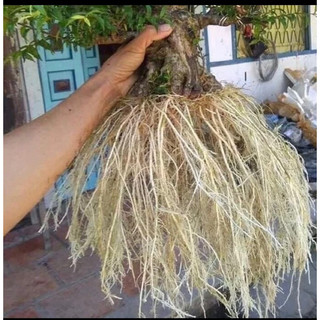 kích rễ Tc-03