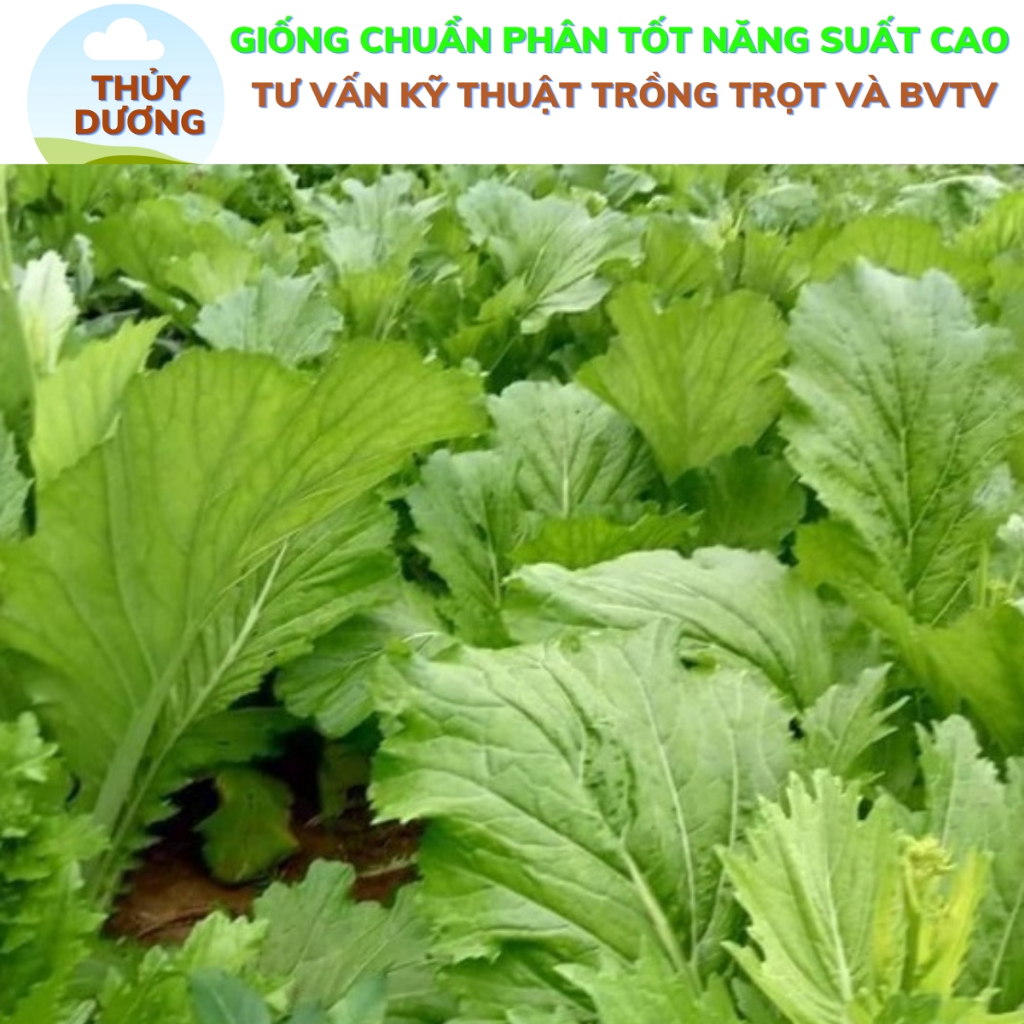 Hạt giống cải mèo Hà giang gói 20g giống chịu nhiệt chịu mưa, rau ăn ...