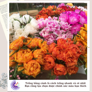 [Xả Vườn Cực Rẻ] Hoa Mười Giờ Nhiều Màu Chuẩn Thái Kép Cành Tơ Khỏe Ra Rễ Sau 3 Ngày MiMa market