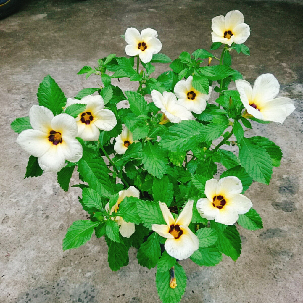 Hoa Dừa Kem (Cây Đông Hầu) - Cây cảnh sân vườn