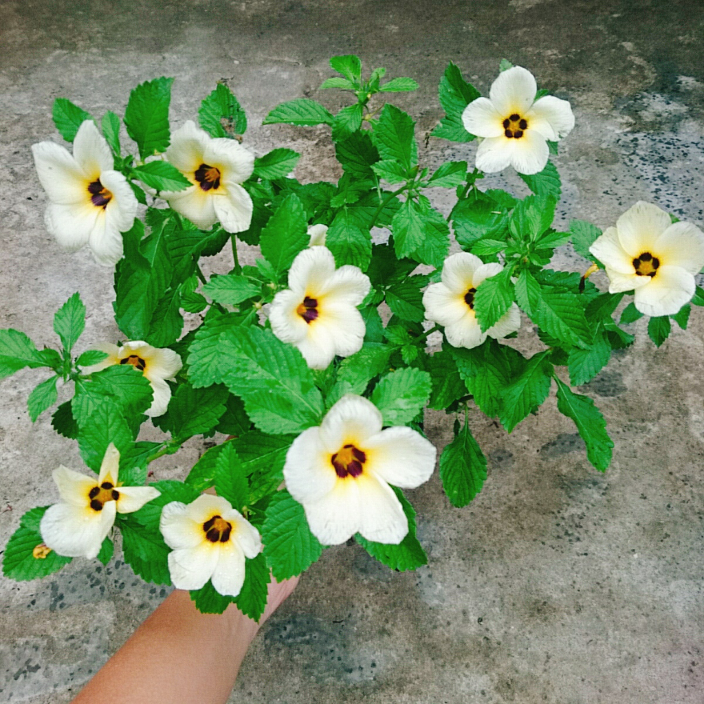 Hoa Dừa Kem (Cây Đông Hầu) - Cây cảnh sân vườn