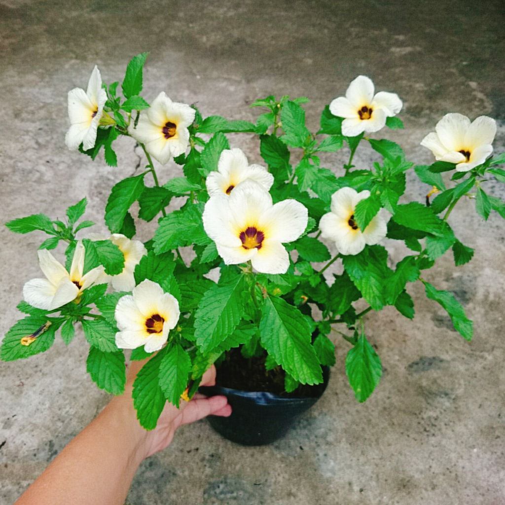 Hoa Dừa Kem (Cây Đông Hầu) - Cây cảnh sân vườn