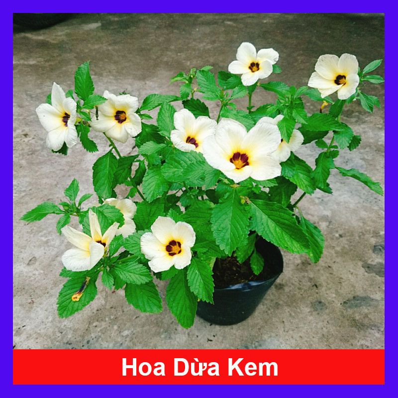Hoa Dừa Kem (Cây Đông Hầu) - Cây cảnh sân vườn
