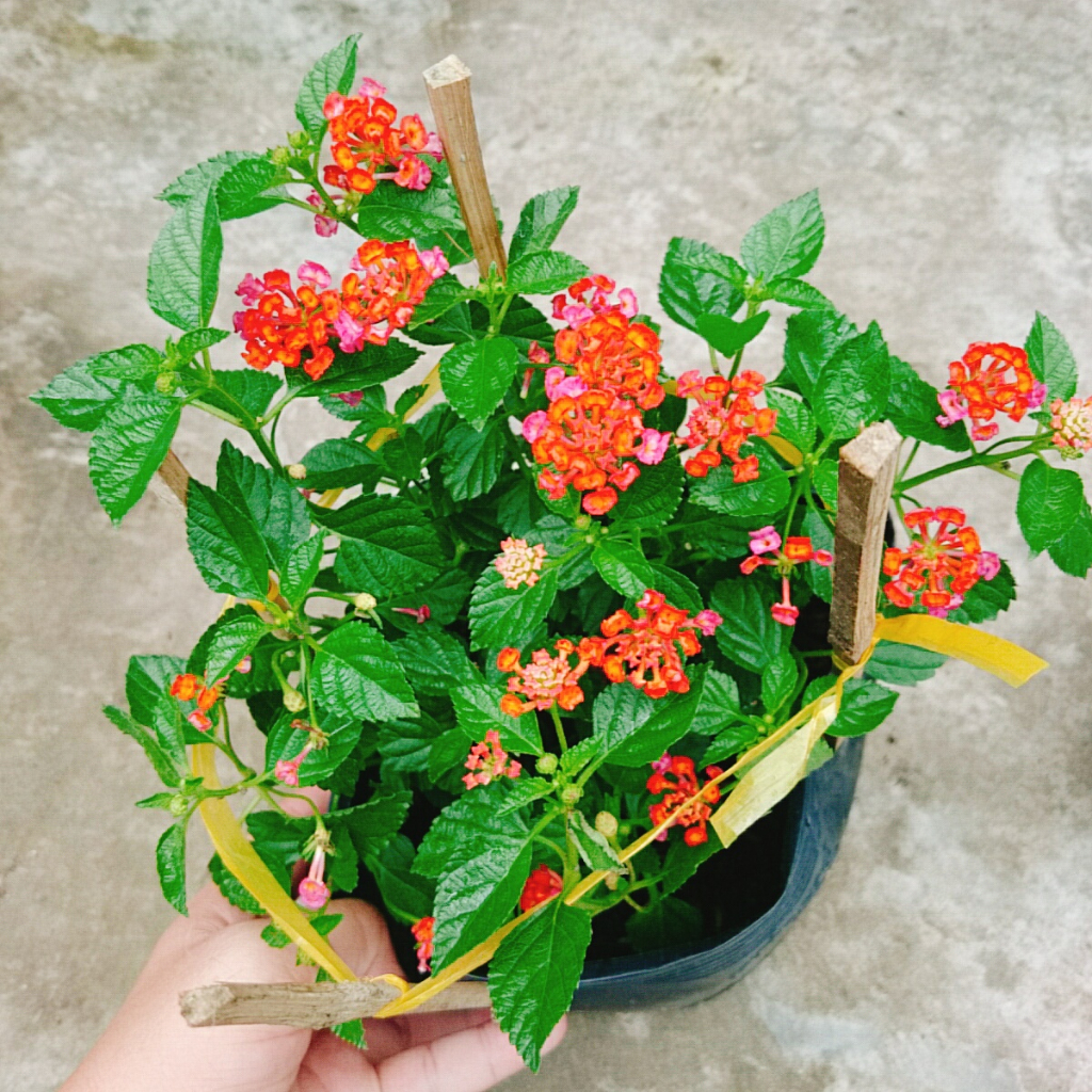 Hoa Ngũ Sắc (Đỏ) - Hoa Trâm Ổi Đỏ