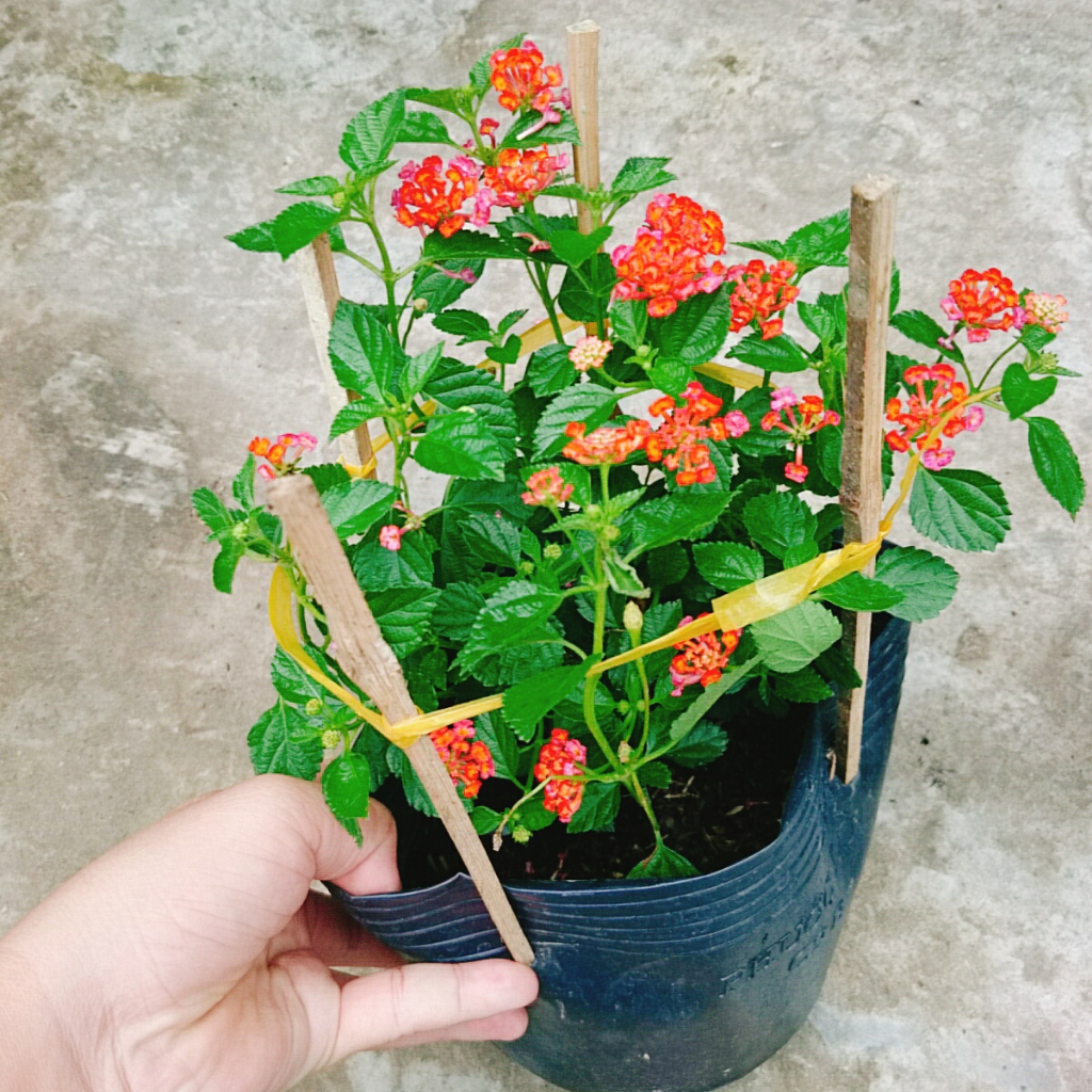Hoa Ngũ Sắc (Đỏ) - Hoa Trâm Ổi Đỏ