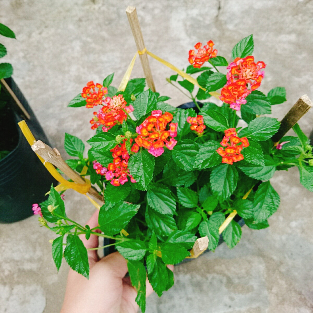Hoa Ngũ Sắc (Đỏ) - Hoa Trâm Ổi Đỏ