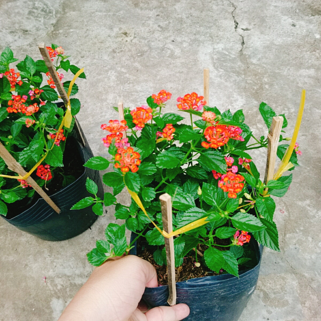 Hoa Ngũ Sắc (Đỏ) - Hoa Trâm Ổi Đỏ