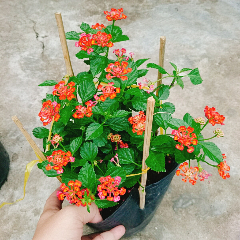 Hoa Ngũ Sắc (Đỏ) - Hoa Trâm Ổi Đỏ