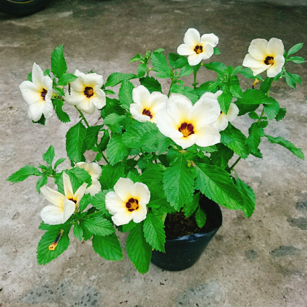 Hoa Dừa Kem (Cây Đông Hầu) - Cây cảnh sân vườn