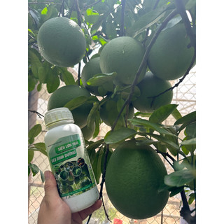 Siêu dinh dưỡng, siêu lớn trái chuyên cây có múi, cây ăn trái 500ml