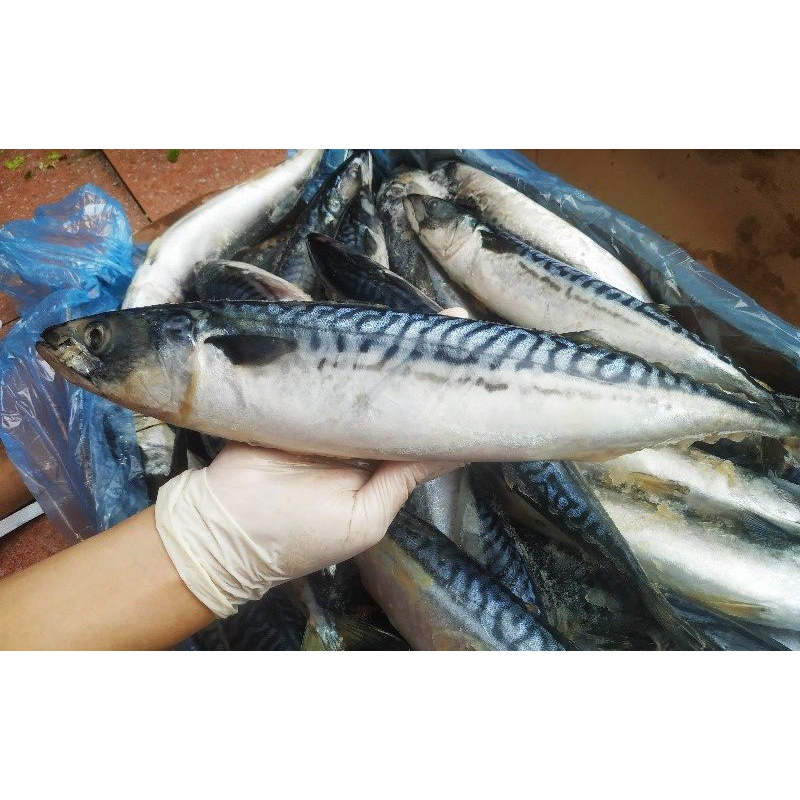 Cá SAPA Nhật 1 con từ 450g đến 550gr (giao tphcm) | Shopee Việt Nam