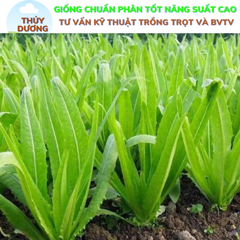 Hạt giống rau diếp thơm, xà lách lá nhọn gói 5g 8000 hạt, rau thơm ngon ...