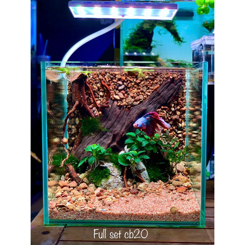 Layout Vách - Layout bể Cubic 20 - Layout Bể Thuỷ Sinh | Shopee Việt Nam