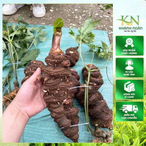 Thất Diệp Nhất Chi Hoa - Sâm 7 lá 1 hoa - Củ Rắn Cắn 500gr- 1kg