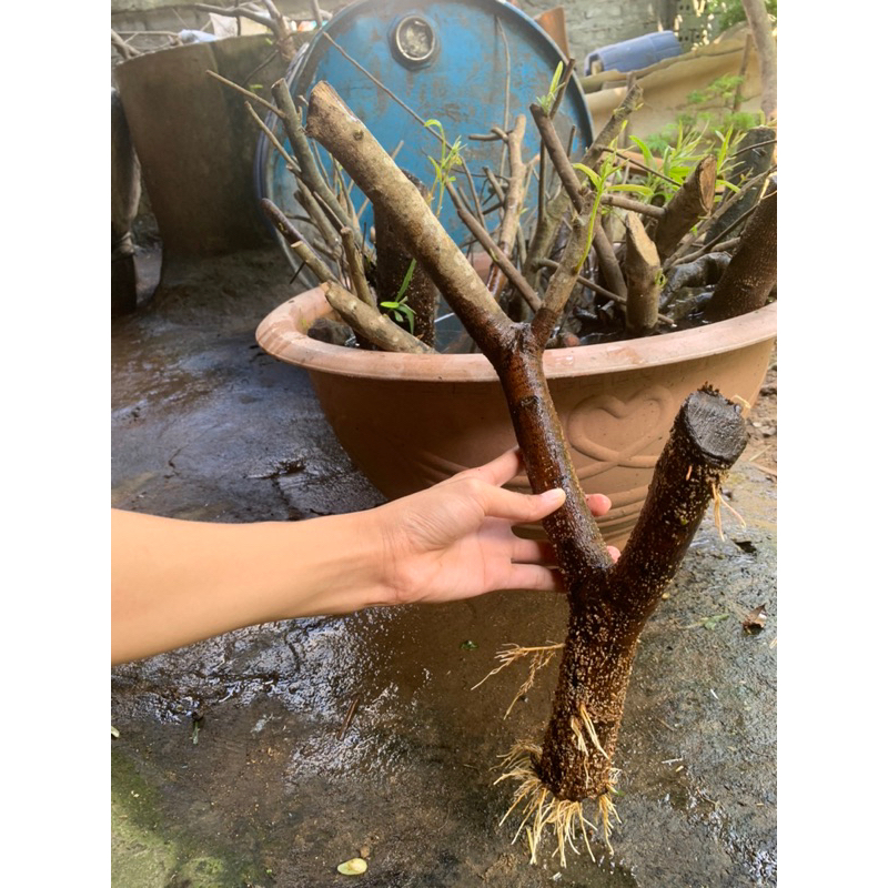 cây thủy sinh, khúc rù rì đẹp | Shopee Việt Nam