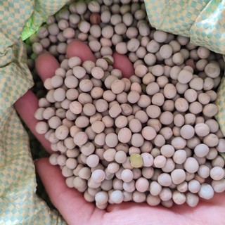 500g đậu Hà Lan hữu cơ nhà trồng