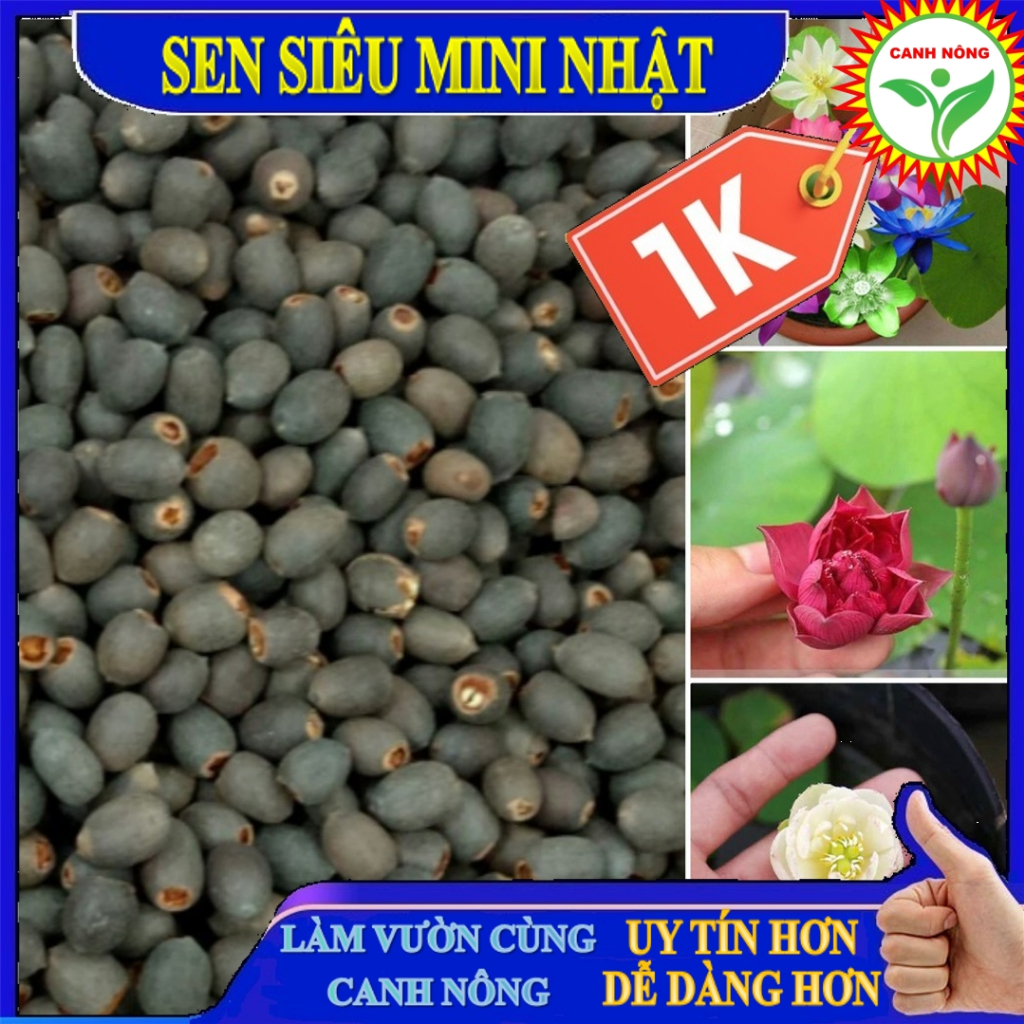 (KHÔNG CÓ HẠT NỔI) Sen Mini Nhật Full Màu | Shopee Việt Nam