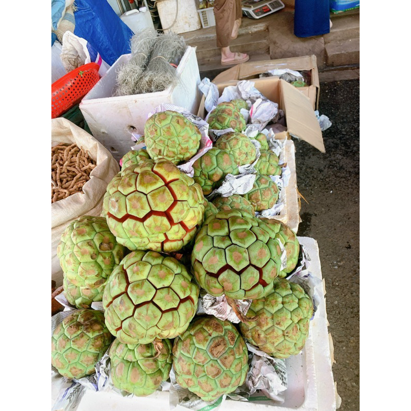 Na rừng Tây Bắc tươi xanh vỏ đỏ lòng 1kg(Na rừng sấy khô thơm,sạch,không vụn)Tặng kèm đường phèn