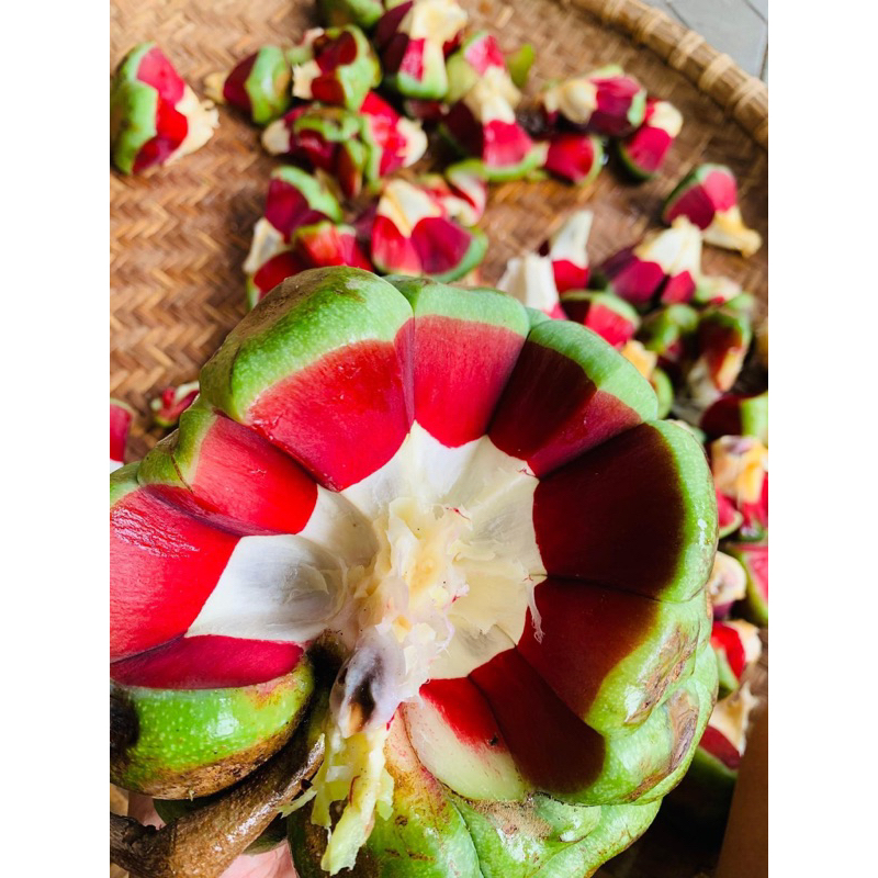 Na rừng Tây Bắc tươi xanh vỏ đỏ lòng 1kg(Na rừng sấy khô thơm,sạch,không vụn)Tặng kèm đường phèn