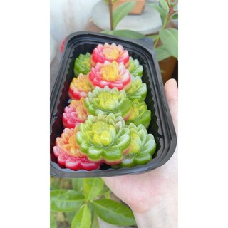 sét 10 khuôn hoa sen 5cm silicon