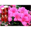 Lọ Phân Bón Hữu Cơ Dạng Viên Sủi Siêu Dinh Dưỡng Chuyên Dụng Cho Cây Cảnh (22viên/77g)