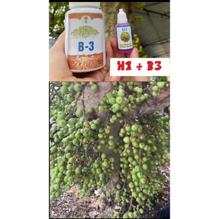 combo H1 B3 chế phẩm kích quả cho cây cảnh cây bonsai . hoa lan.