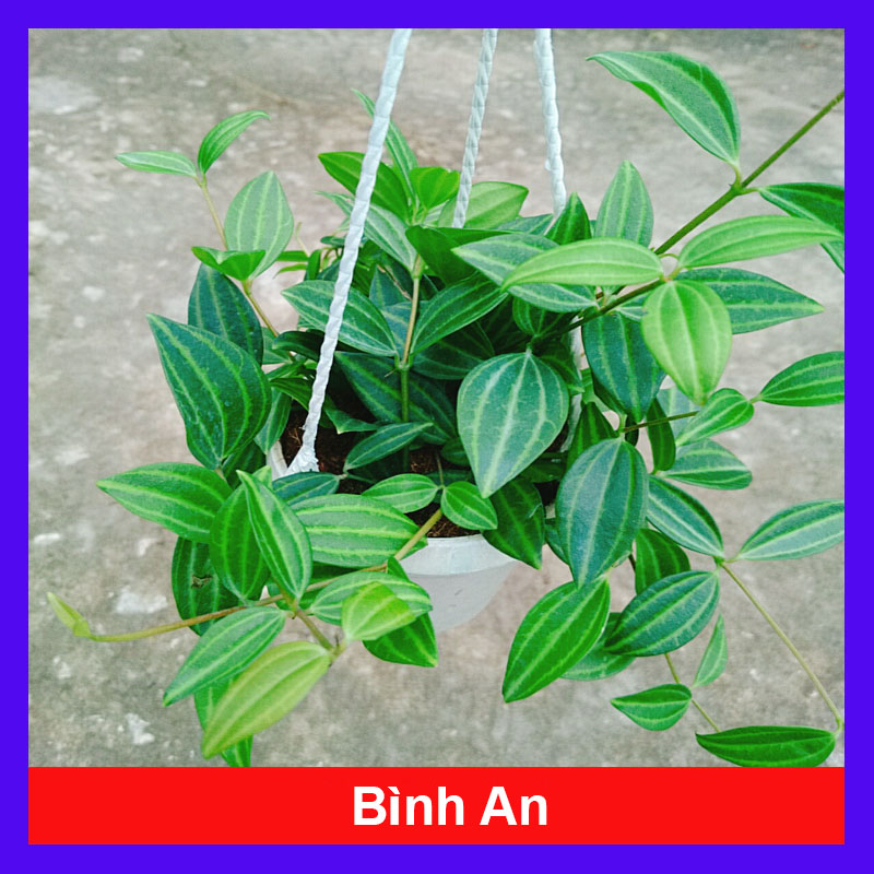 Cây Bình An - cây trồng chậu treo như video