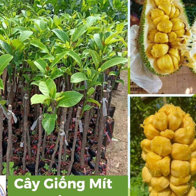 Cây mít tố nữ | Shopee Việt Nam