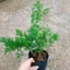 Cây tùng nho - cây cảnh trang trí để bàn, làm lá đệm trong cắm hoa nghệ thuật