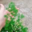 Cây tùng nho - cây cảnh trang trí để bàn, làm lá đệm trong cắm hoa nghệ thuật