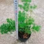 Cây tùng nho - cây cảnh trang trí để bàn, làm lá đệm trong cắm hoa nghệ thuật
