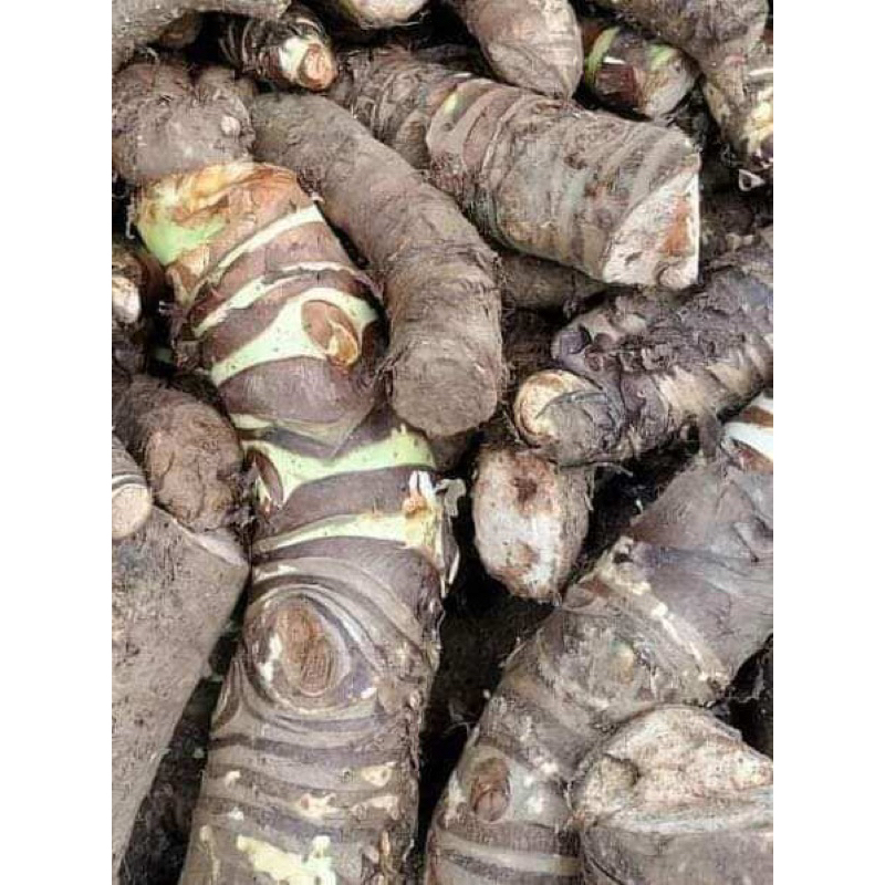 combo 15kg củ ráy rừng | Shopee Việt Nam