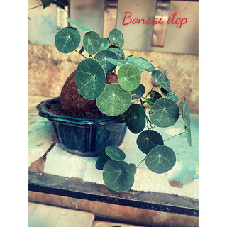 Củ bình vôi thái bonsai đẹp - lá đồng xu