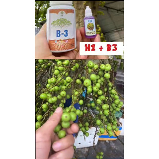 siêu dướng cây h1 B3 chế phẩm kích hoa và quả cho cây sung và cây ăn trái khác