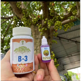 siêu dướng cây combo H1 B3 chế phẩm kích hoa và quả cho sung và cây có quả