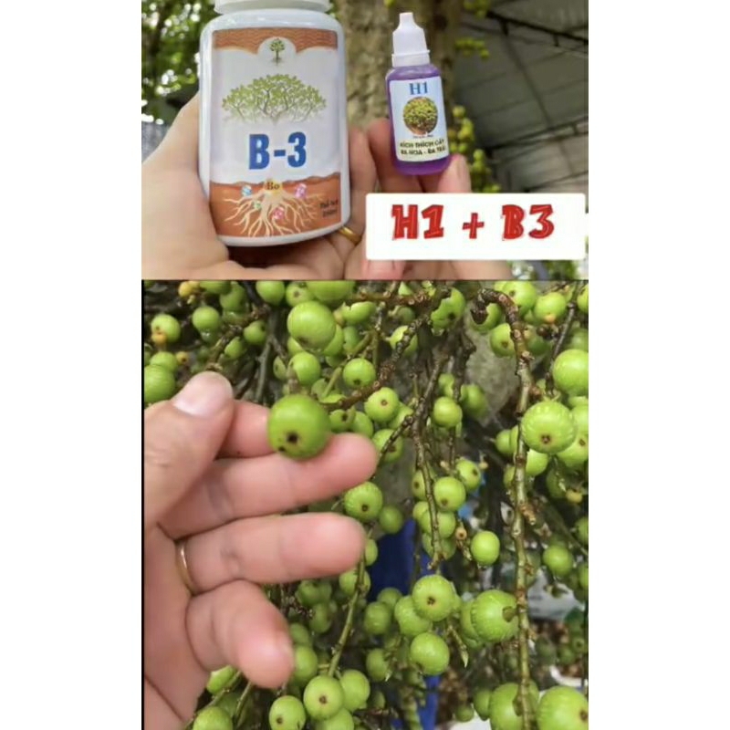kích sung ra quả